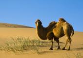 Mongolian Discovery