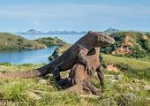 Treasures of Indonesia