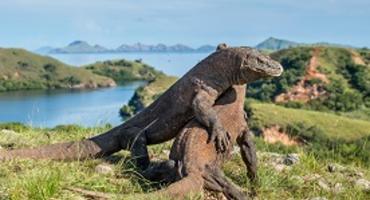 Komodo dragons fighting, Flores, Indonesia