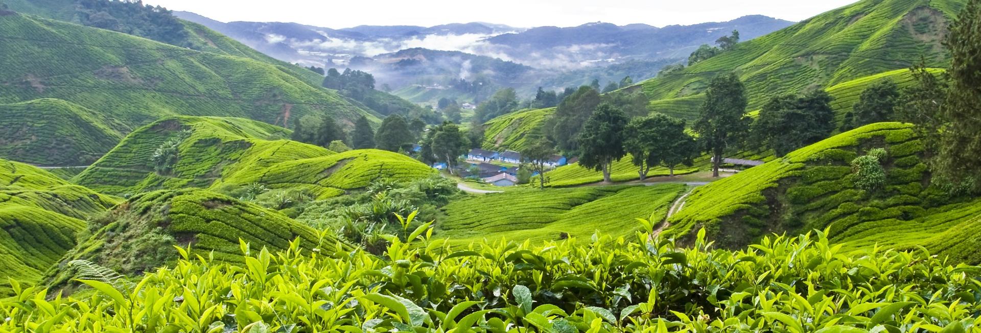 Holidays to Malaysia, Cameron Highlands