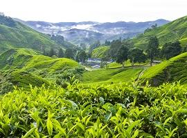 Tea Picker, Cameron Highlands