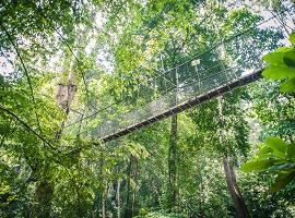 Taman Negara National Park, Malaysia