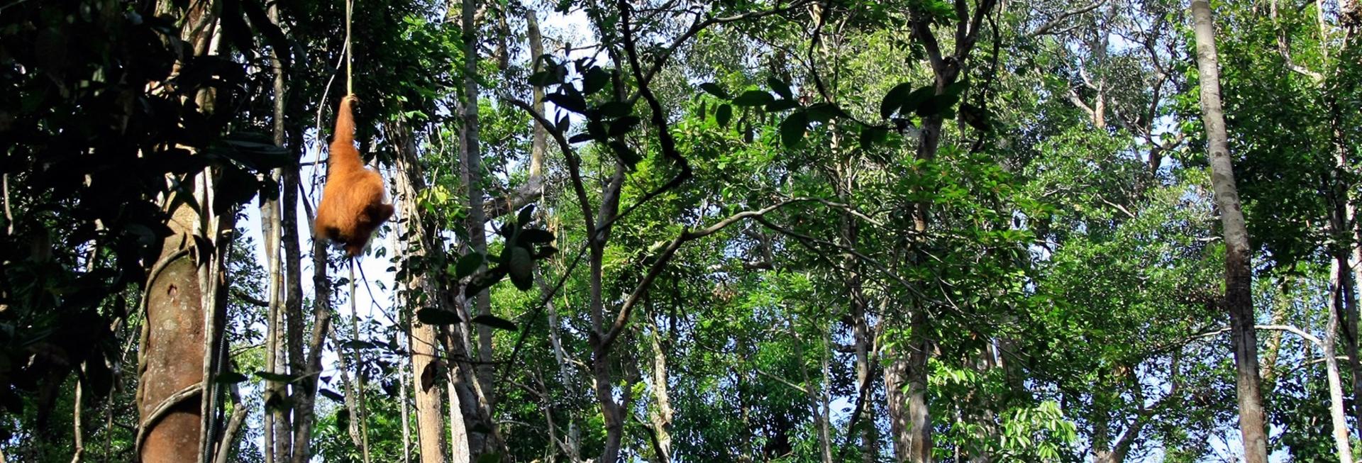 Orangutan, Sabah, Borneo