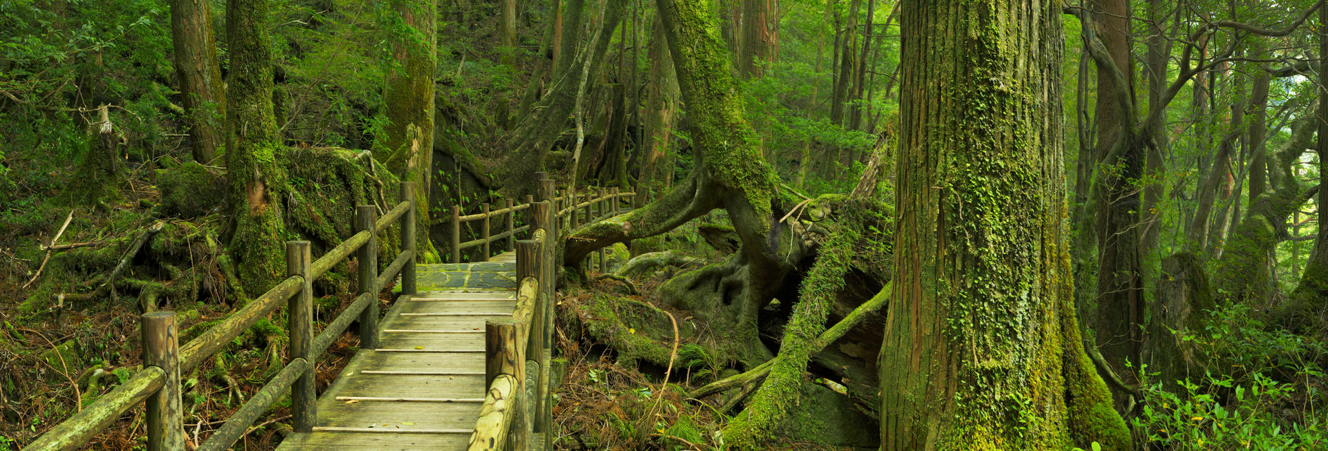 Rainforest path, Yakushima