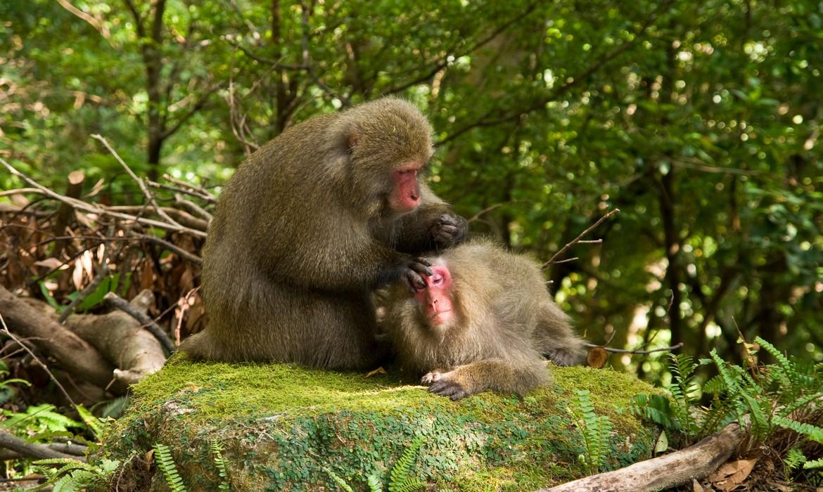 Japanese monkeys, Yakushima