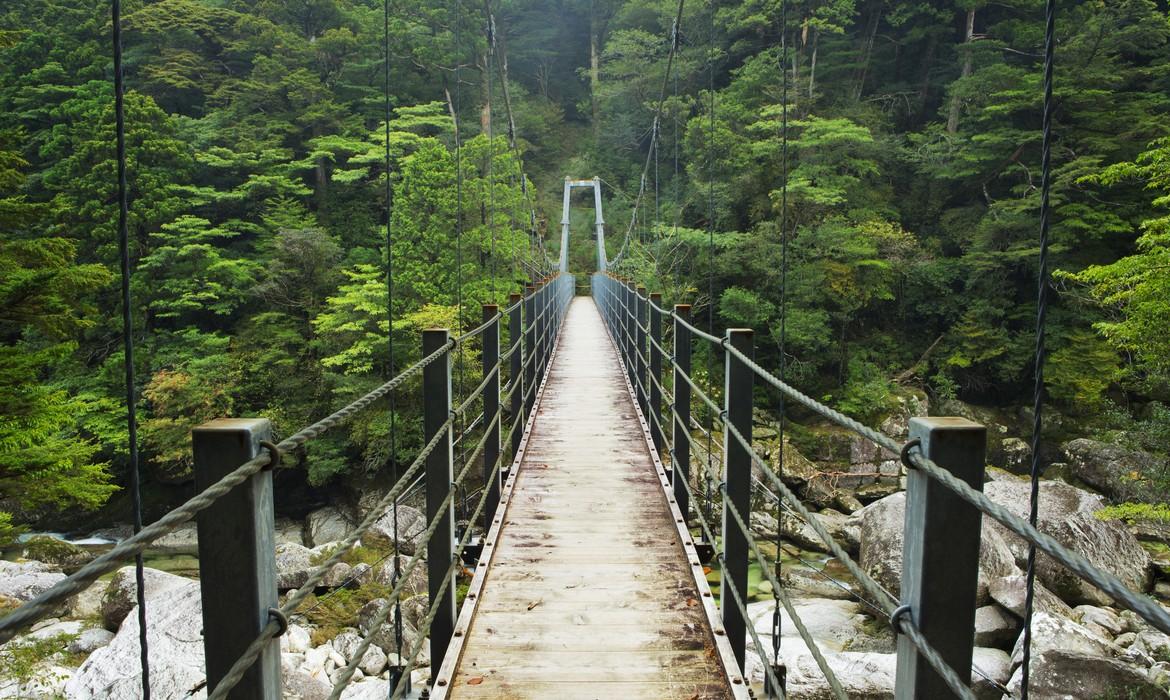 Rainforest bridge, Yakushima