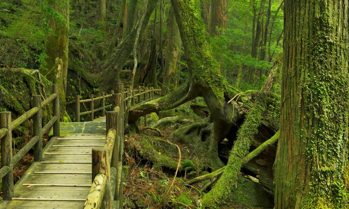 Rainforest path, Yakushima
