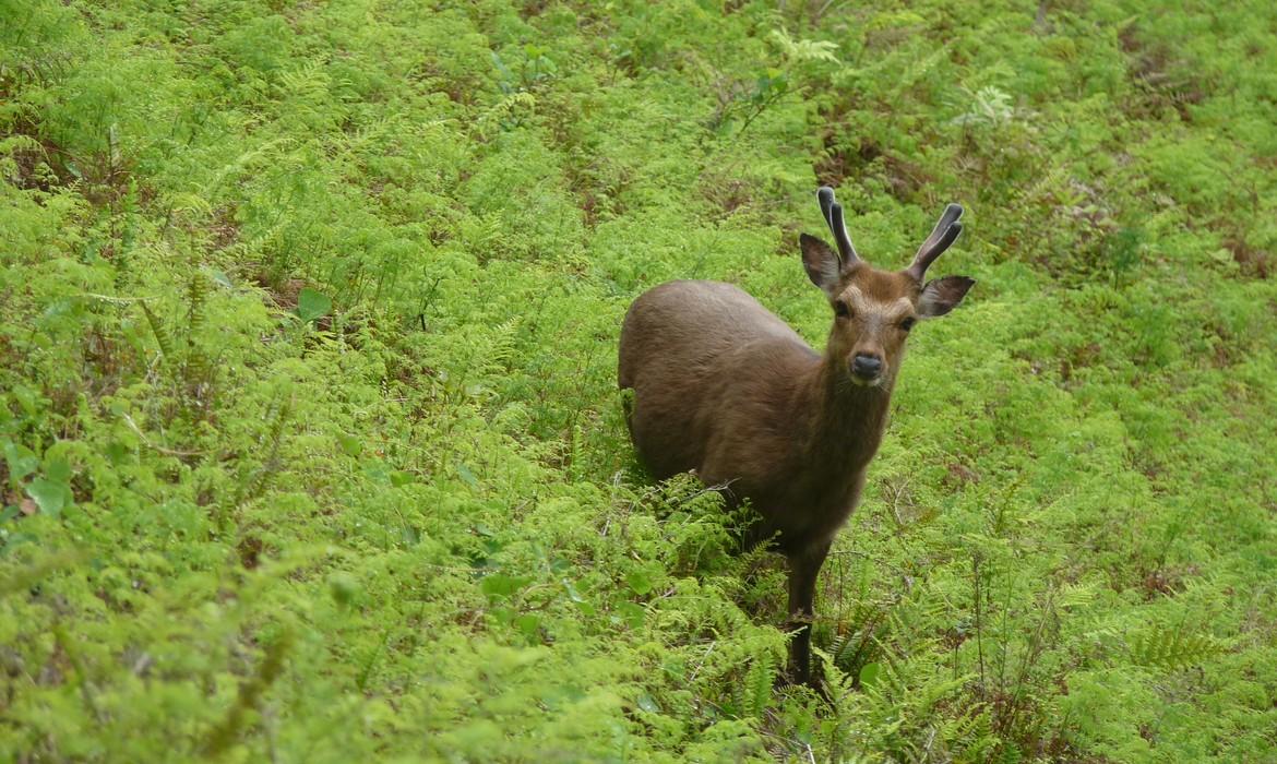 The Yakushima deer