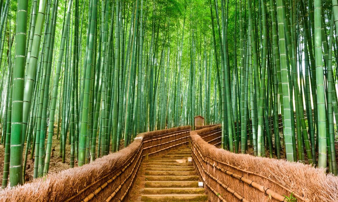 Bamboo Forest, Kyoto