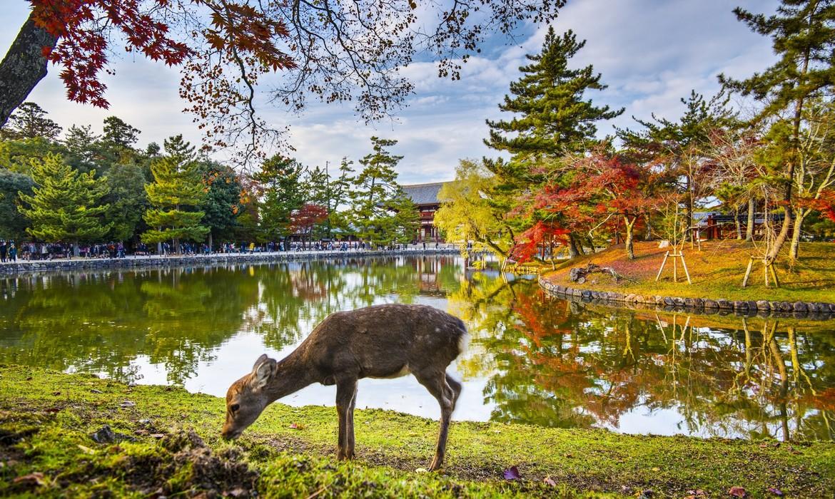 Deer, Nara