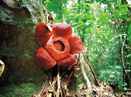 Rafflesia, Mulu National Park