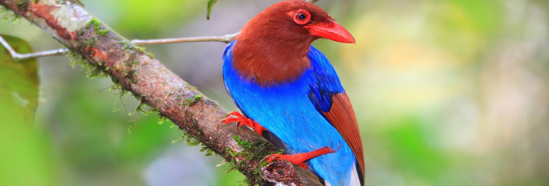 Ceylon Blue Magpie, Horton Plains, Sri Lanka