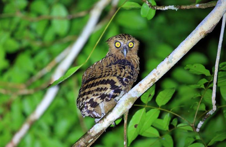 Buffy Fish Owl, Danum Valley