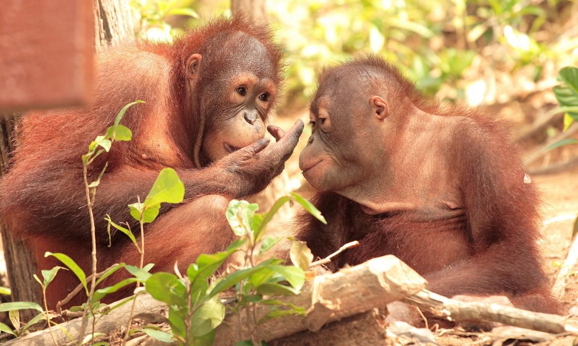 Orangutans, Sepilok