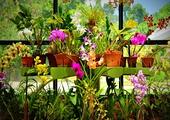 Explore Royal Botanical Gardens, Peradeniya