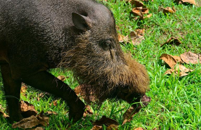 Bornean Bearded Pig, Bako National Park