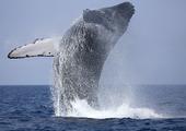 Whale & Dolphin watching