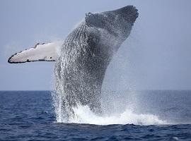 Whale-watching, Sri Lanka