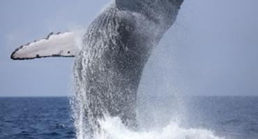 Whale-watching, Sri Lanka