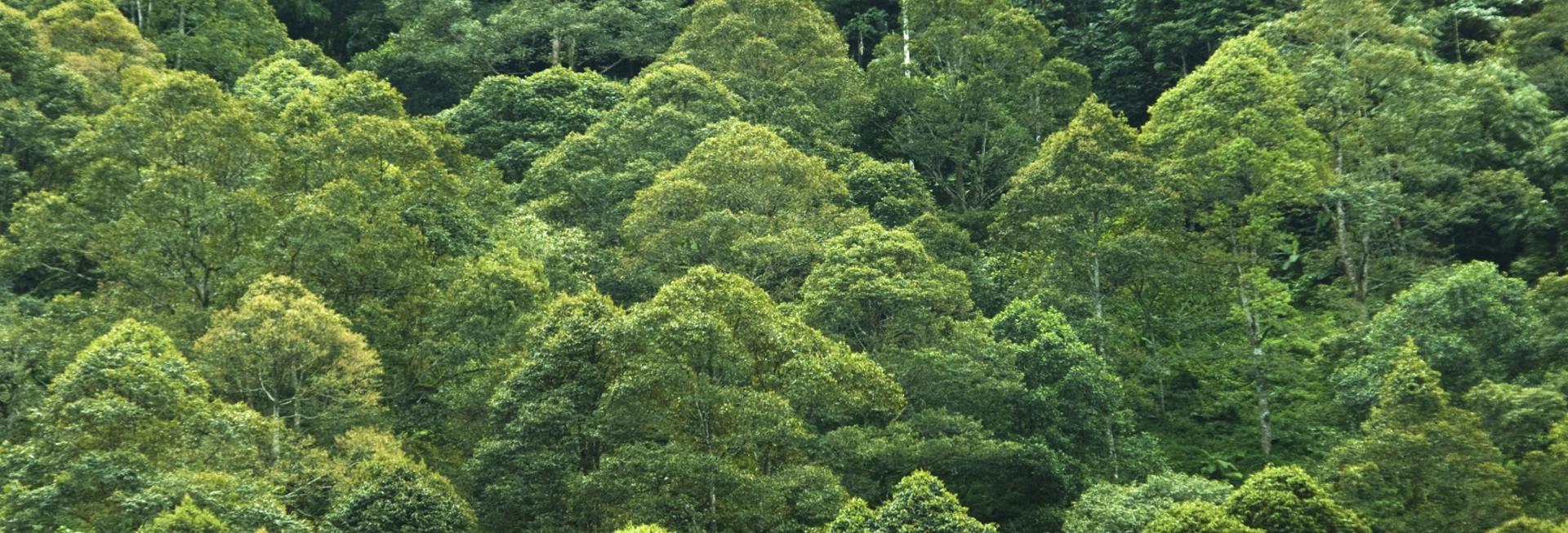 Danum Valley, Sabah