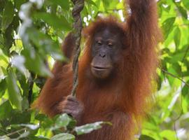 Orangutan, Bukit Lawang