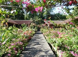 Abai Jungle Lodge, Kinabatangan River