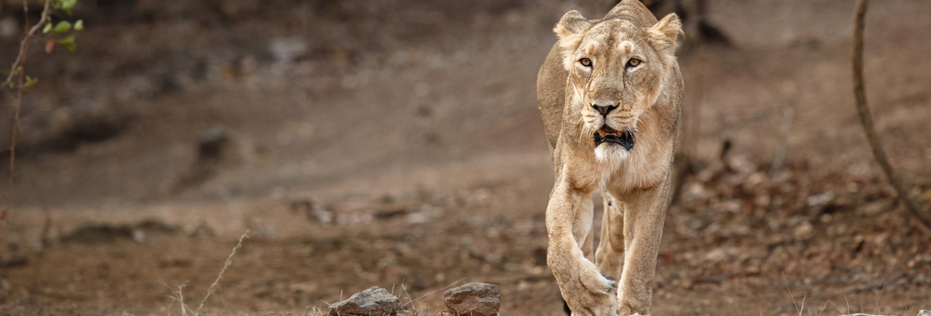 Lion, Gir National Park