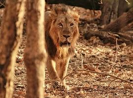 Lion, Gir National Park