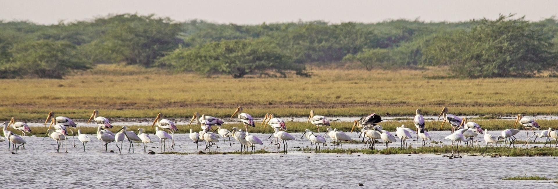 Wading birds, Little Rann of Kutch