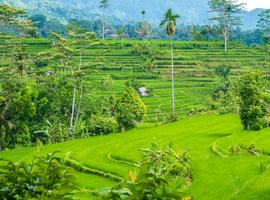 Rice terraces, Sidemen