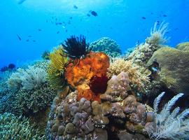 Bunaken National Marine Park