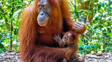 Orangutan, Bukit Lawang, Sumatra
