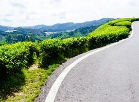 Self-drive, Cameron Highlands, Malaysia