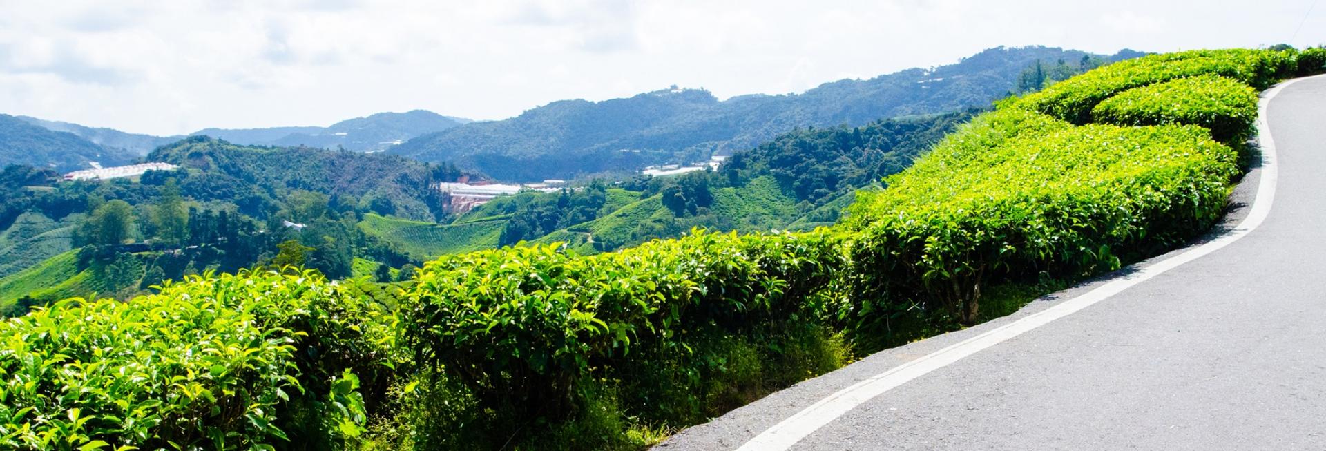 Self-drive, Cameron Highlands, Malaysia