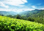 Visit a tea plantation