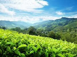 Cameron Highlands tea plantation, Malaysia