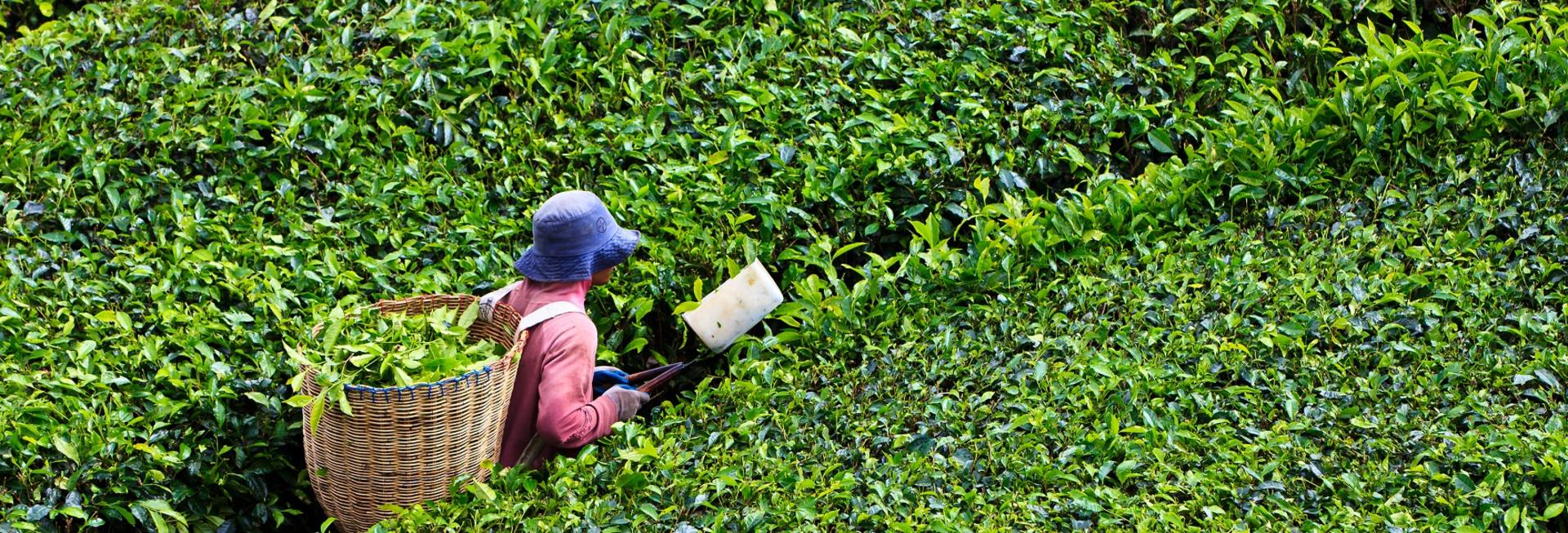 Cameron Highlands tea plantation, Malaysia
