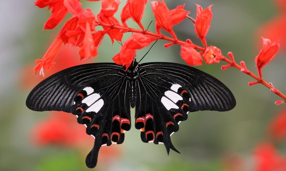 Malaysian butterfly, Cameron Highlands