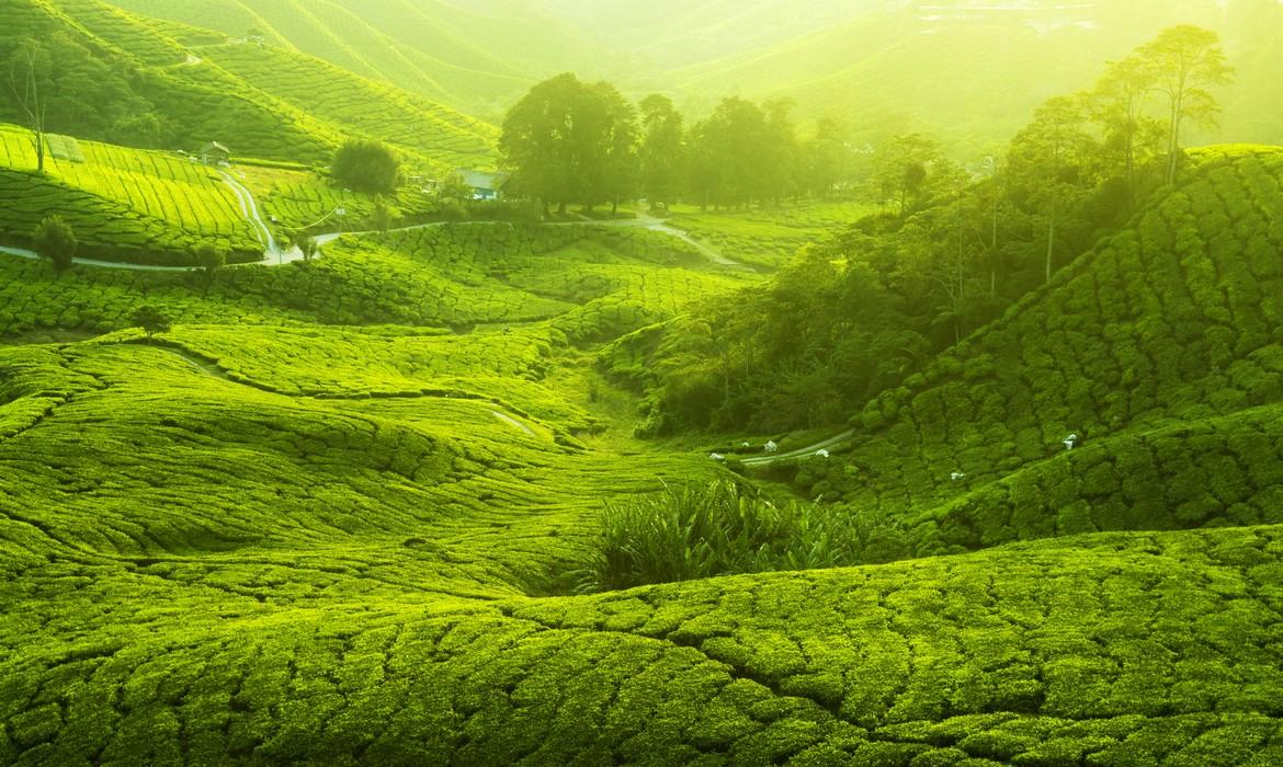 Tea plantation, Cameron Highlands
