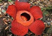 See the world's largest flower