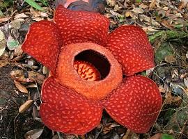 Rafflesia, Kinabalu National Park