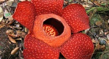 Rafflesia, Kinabalu National Park