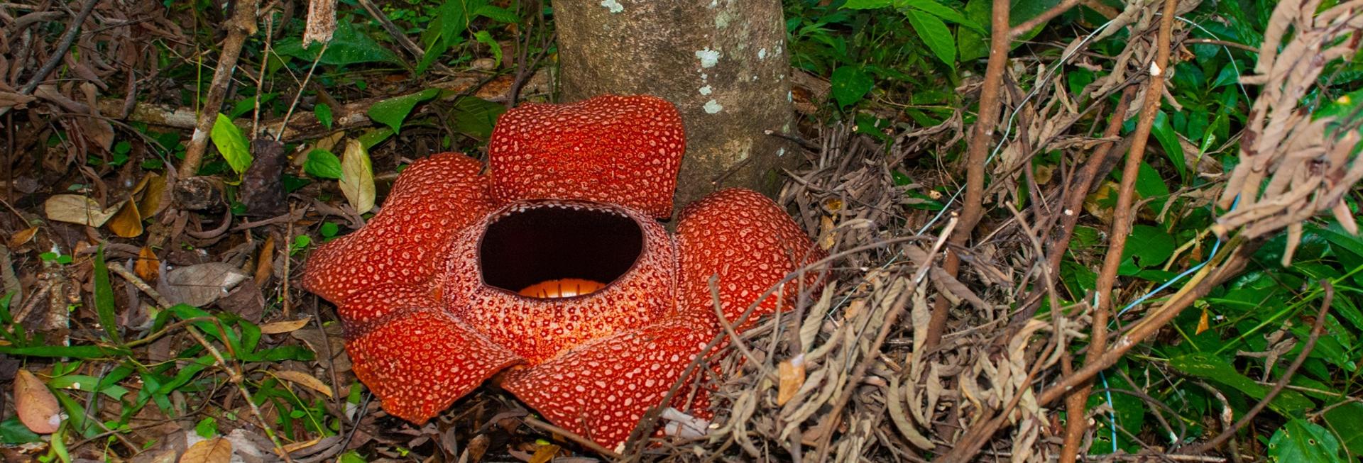 Rafflesia, Kinabalu National Park