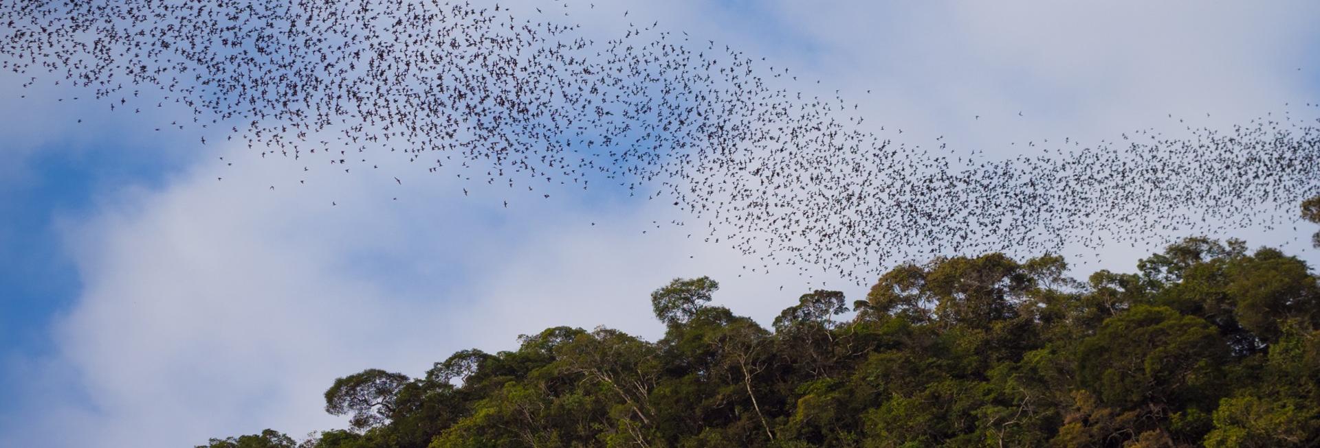 Bats, Deer Cave, Mulu National Park