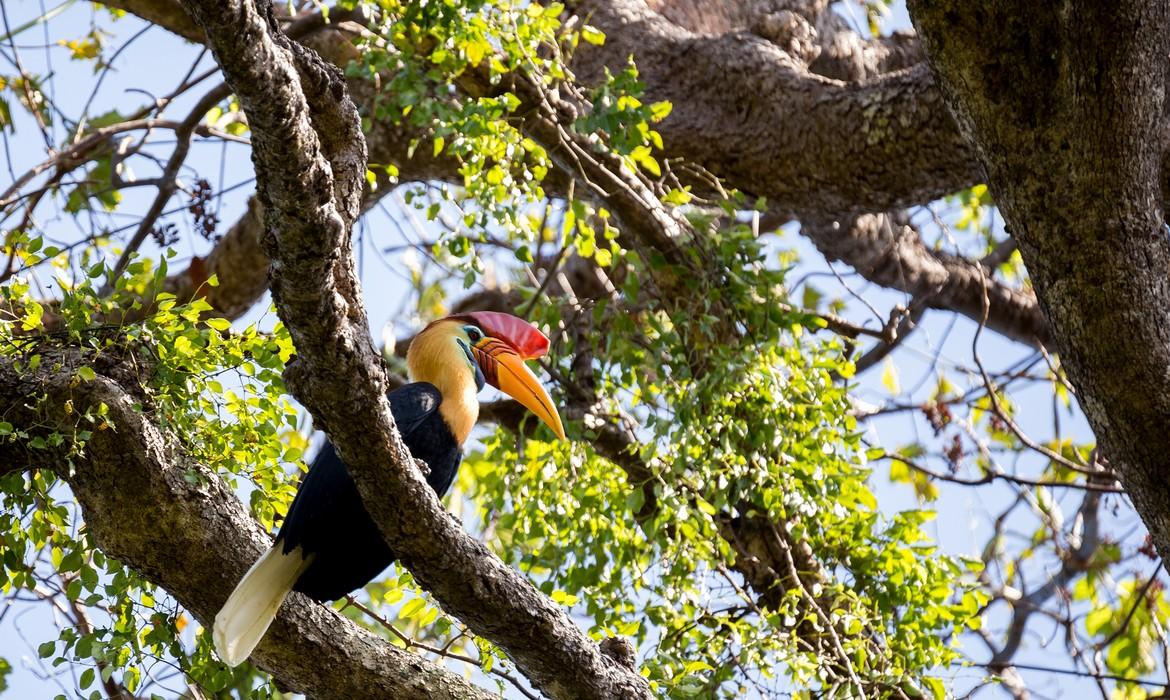 Knobbed hornbill, Tangkoko National Park