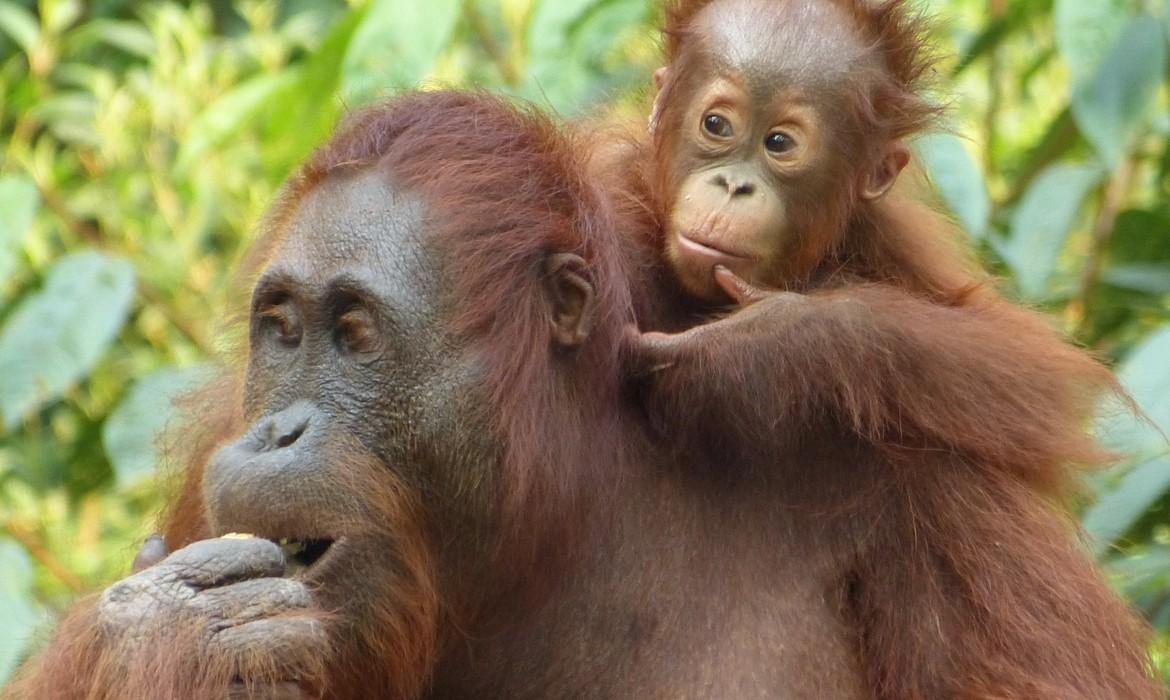 Orangutan & baby, Tanjung Puting National Park
