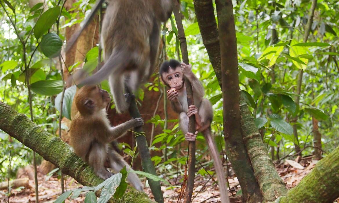 Baby macaques, Bukit Lawang
