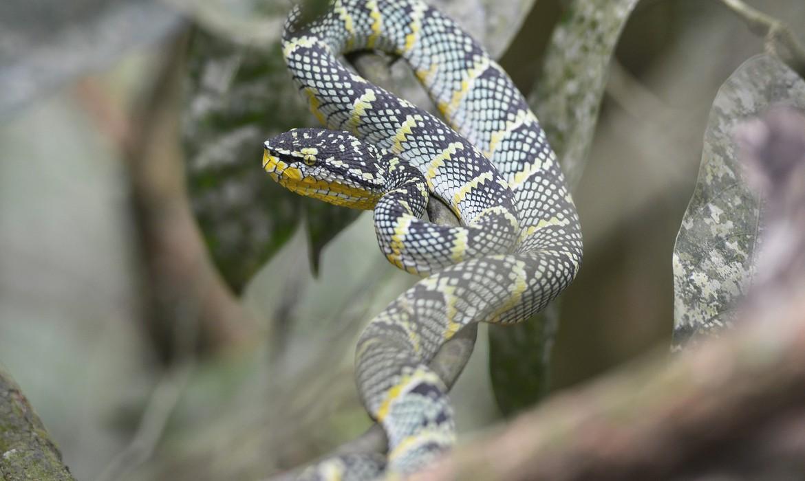 Snake, Bukit Lawang
