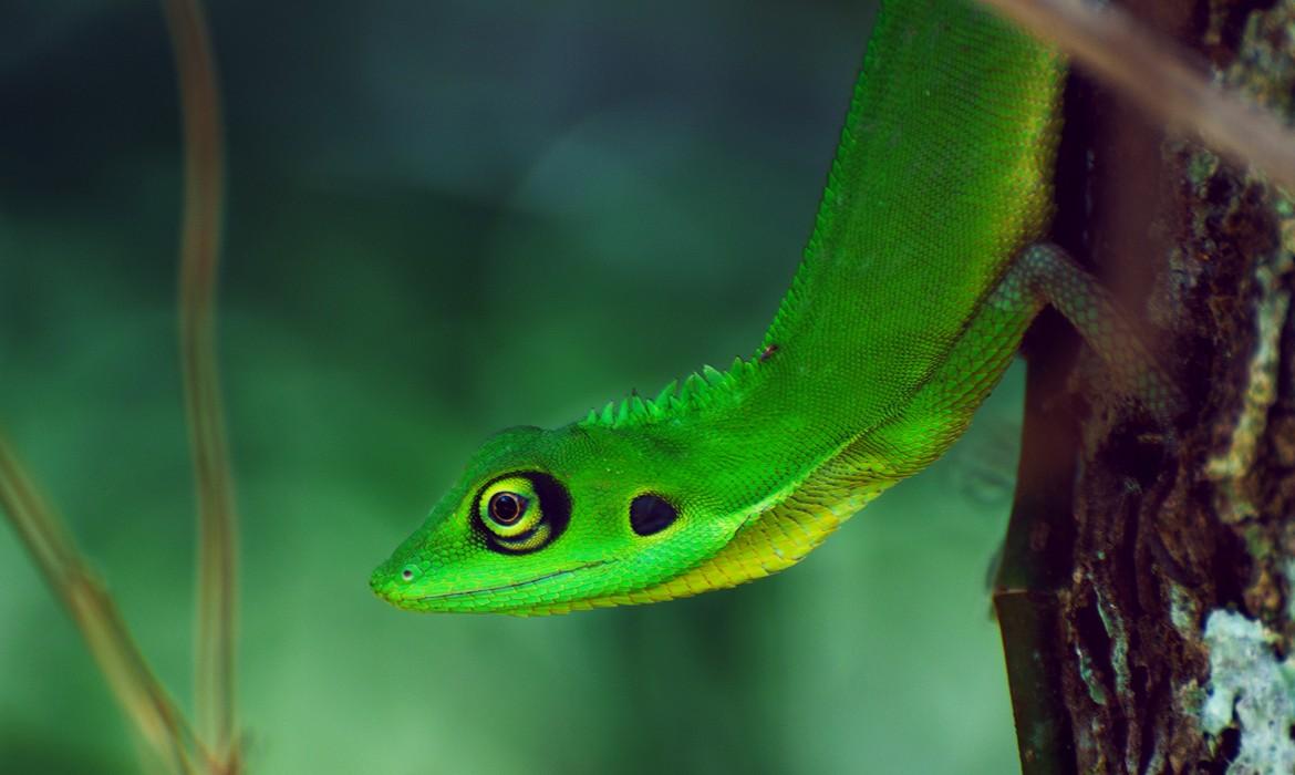 Lizard, Bukit Lawang
