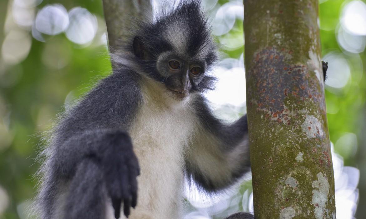 Monkey, Bukit Lawang